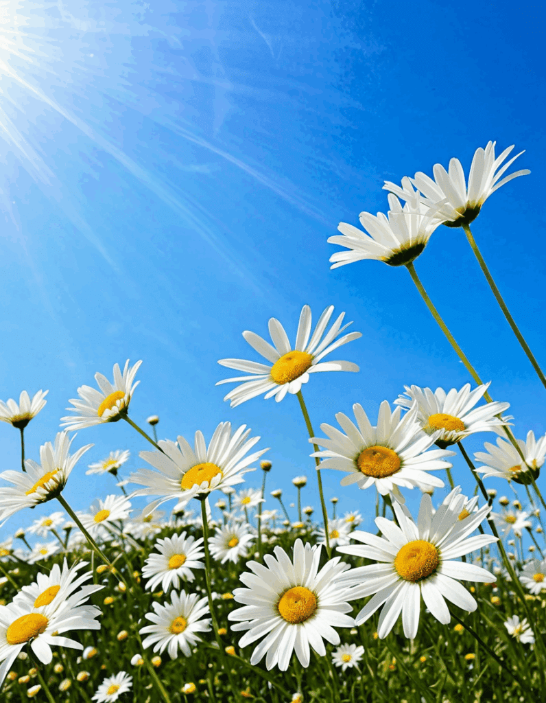 Daisies